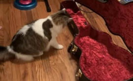 Reacția ciudată și haioasă a unei pisici la sunetul chitarei îi va amuza pe mulți