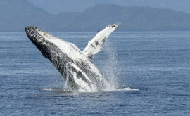 Balenele cu cocoașă au fost scoase de pe lista speciilor pe cale de dispariție
