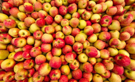 Садоводы надеются реализовать 100120 тыс тонн яблок из фруктохранилищ Молдовы