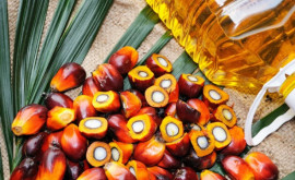 Studiu Uleiul de palmier acționează ca un catalizator pentru cancer