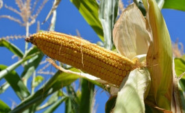 Запрет на экспорт кукурузы Решение может быть пересмотрено