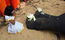 Sri Lanka va ține funeralii de stat după moarte elefantului sacru Raja