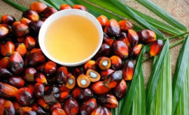 Studiu Uleiul de palmier acționează ca un catalizator pentru cancer