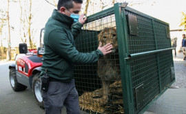 Из Украины в Бельгию эвакуировали шесть львов