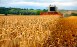 Fermierii moldoveni fac prognoze privind recolta de grîu