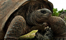 Galapagos O nouă specie de ţestoasă descoperită printro analiză ADN