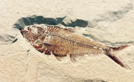 Noi fosile de pește descoperite pe platoul Tibet din China
