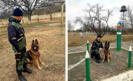 Карьера служебной собаки Брэд в Пограничной полиции завершилась