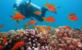 Coralii din Hawaii sunt rezistenți la încălzirea oceanelor însă nu sunt în afara pericolului