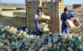 Обнаружена партия ананасов с максимально превышенным содержанием пестицидов
