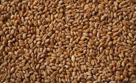 Пшеница на мировом рынке продолжит дорожать 