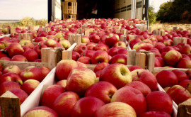 Молдавские яблоки заблокированы на складах фермеры просят помощи у государства