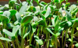 Почему стоит проращивать семя подсолнечника