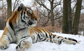 În SUA a murit tigrul Amur poreclit Putin