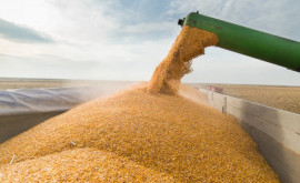 Ucraina face primele exporturi de cereale cu trenul spre Europa