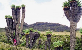 Pădurea preistorică din Kilimanjaro