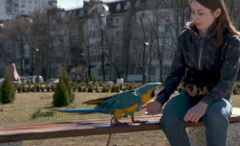 Un papagal din Ucraina a ajuns în RMoldova Ce istorie se ascunde în spatele lui