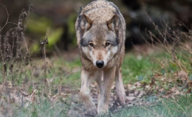 Alertă la Ialoveni Pădurarii au zărit o haită de lupi