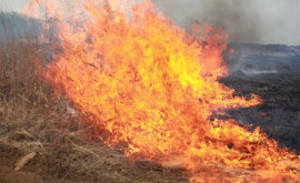 Как горящие поля влияют на природу экологию и здоровье человека