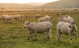 Владельцев домашнего скота призвали подавать заявки о выплатах