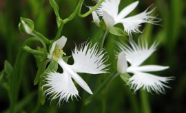 Habenaria radiata орхидея Белая цапля