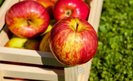 В Молдове на складах хранятся тысячи тонн яблок