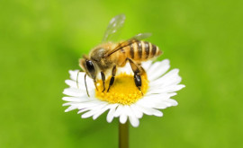 Înțelepciunea albinelor Video