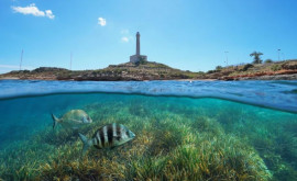 Солнцезащитные кремы вредят экологии Средиземного моря исследование