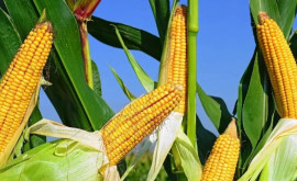 В Украине с начала апреля существенно снизились цены на кукурузу 