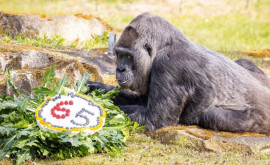 Cea mai bătrînă gorilă din lume la Grădina Zoologică din Berlin a împlinit 65 de ani