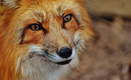 Жители Рыбницы жалуются на нашествие лис