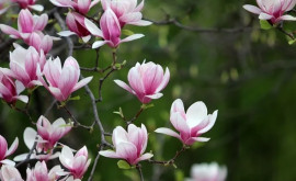 Magnolii înflorite Colecția de plante din Grădina Botanică a fost completată 