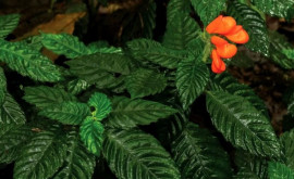 Вновь обнаружен считающийся вымершим тропический цветок