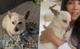 Un Chihuahua de 21 de ani este cel mai bătrîn cîine din lume 