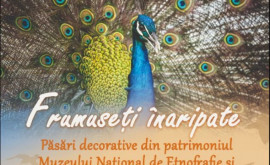 O expoziție de păsări decorative a fost inaugurată la un muzeu din Chișinău
