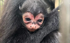 В Brevard Zoo родилась обезьянка с символом Бэтмена на мордочке