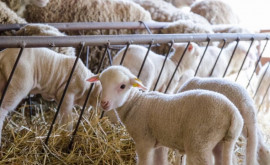 Законодательство в области животноводства гармонизировано с положениями ЕС