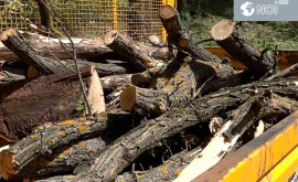 Незаконная вырубка леса в столичном парке Валя Морилор