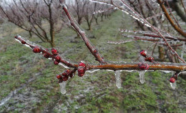 În nordul Moldovei înghețurile au afectat foarte mult livezile de fructe sîmburoase 