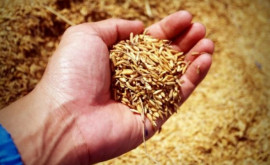 Fermierii cer ridicarea restricțiilor la exportul grîului