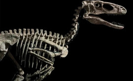 Christies Un schelet de dinozaur care a inspirat Jurassic Park vîndut la licitaţie pentru 12 milioane de dolari