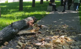 O creangă imensă sa prăbușit peste un copil de 2 ani în Parcul Alunelul