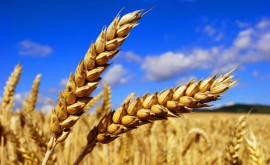 Agricultorii îngrijorați Recolta de grîu ar putea fi compromisă