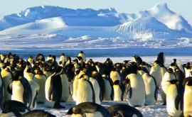 Pinguinii imperiali ar putea dispărea în 30 de ani din cauza crizei climatice