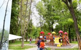 В парке Алунелул сухое дерево до сих пор нависает над детской площадкой