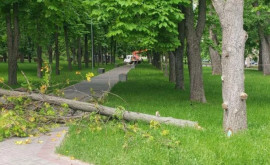 Еще одно дерево упало в парке Алунелул