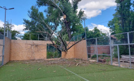 Un copac sa prăbușit pe un teren de tenis din centrul capitalei
