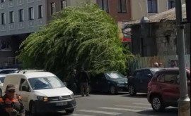 Еще одно дерево повалено ветром в центре столицы