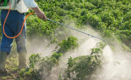 Autorităţile raportează primele cazuri de intoxicaţie cu pesticide