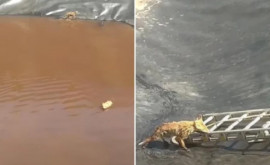 В Унгенском районе спасли двух тонущих лисиц